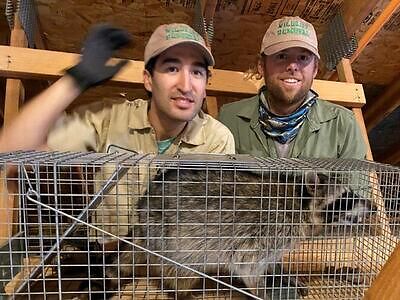 Knoxville pest control